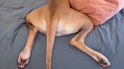 Great Dane Gets Stuck Getting On Bed