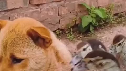 Dog cute and duck