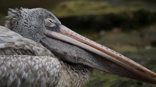 Blind Grey pelican Setting In Forest