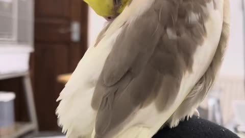 Very beautiful parrot couple bath time .best birds viral video