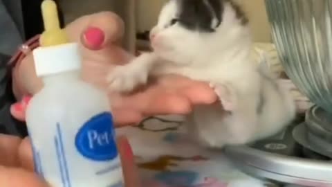 Adorable kitty video 🥰 must watch