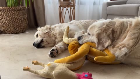 Golden Retriever Tries to Steal a toy octopus from another Dog