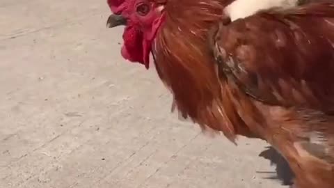 That poor rooster..