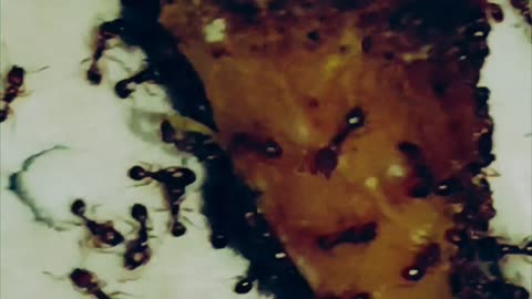 Ants enjoy eating potatoes