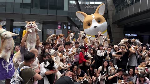 Cat Fashion Show,Funny animal videosCute animal videos Funny dog&cat videosHilarious pet videosfunny video