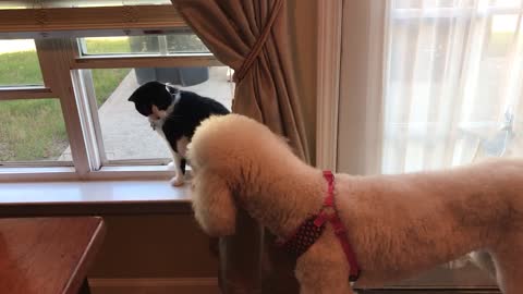 Cat Versus Dog