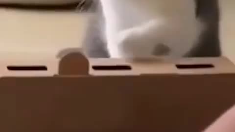 Very very funny cats