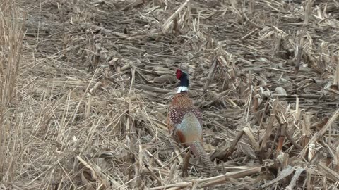WILD pheasant found while shed hunting