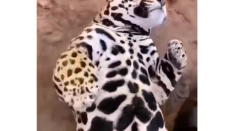 Funny animal - big cats