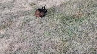 Rabbit humor song