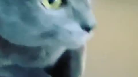 Cats Video