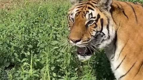Are the two tigers testing each other?