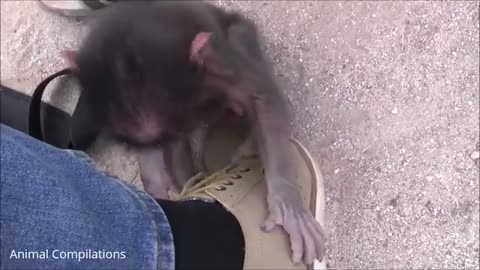 Adorable Baby Baboon Sooking - FUNNIEST Compilation