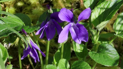 Early Blue Violet