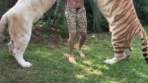 FRIENDSHIP BETWEEN TIGER AND HUMAN