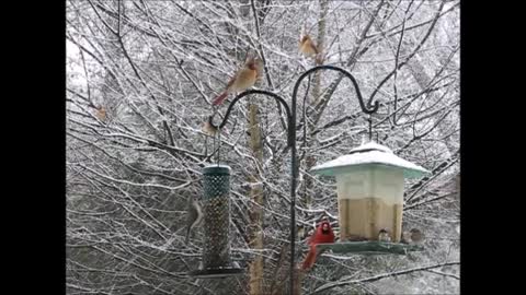 Winter Birds