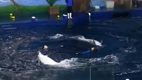 Dolphins everyday