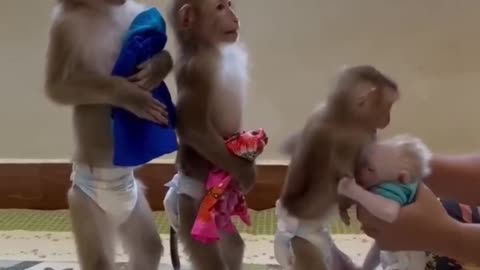 little monkey