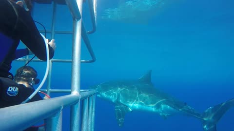 Guadalupe Island scarboard gives us some close-up shots while diving in cages with Horizon charters