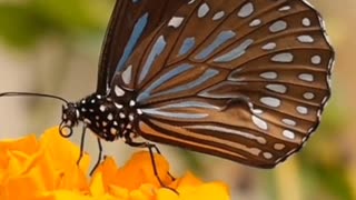 A video depicting a butterfly flying in search of food