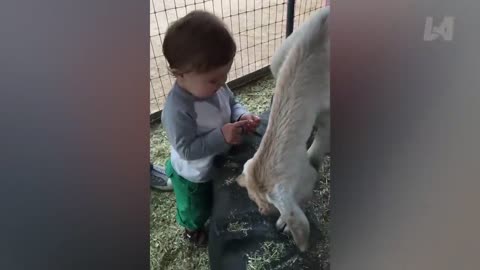 TRY NOT TO LAUGH Funny Videos - Funniest Reaction When Kids Meet Animals