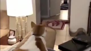 A pet Magic trick
