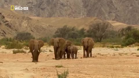 Elephants' lives