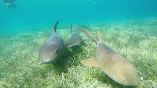 Inside a shark feeding frenzy!