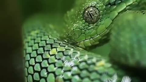 Green snake drinking water