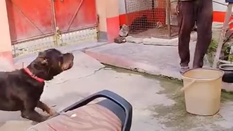dog-funny-video