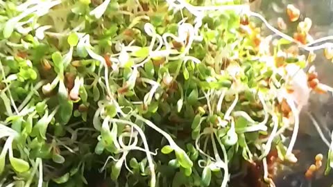 Grow Your Own Alfalfa Sprouts