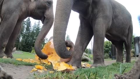 Elephant Smash Giant Pumpkins