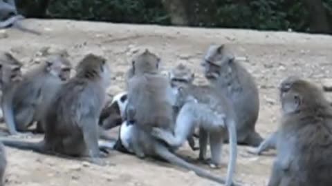 One Dog Vs Ten Monkeys 🐒 🙈 🙊 ♥️