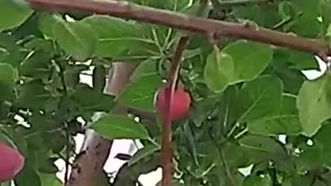 Beautiful plum tree