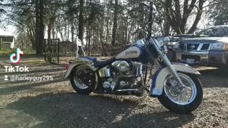 Harley cholo softail