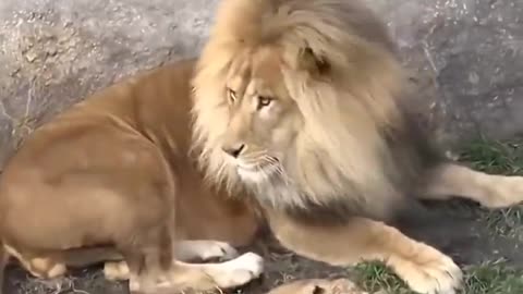 Funny Father of Lion Cub