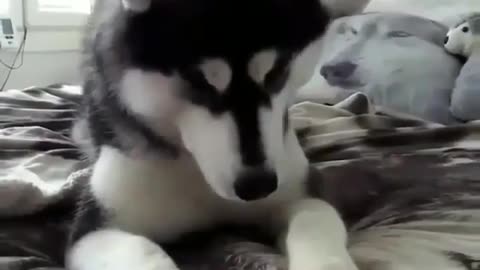 Pets have learned to play with toys