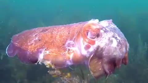Mating Cuttlefish