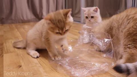 Packages are the best toy for kittens! 😄