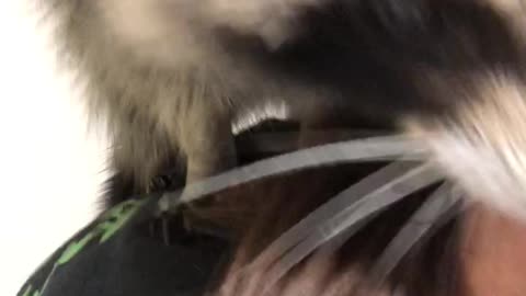 Raccoon Attack