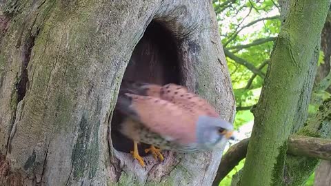 Kestrel Dad Learns to Care for Chicks After Mum Disappears-12