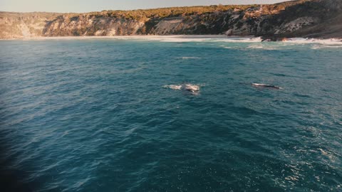 2 Southern Right Whales just off A beautiful beach in South Western Australia