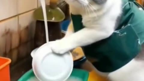 Wonderful video The cat is washing dishes,funny cat ,cool cat