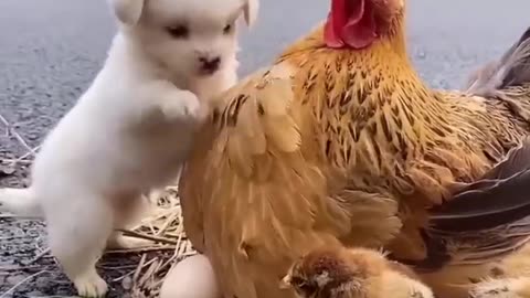 Friendship / A puppy and chicken. Beautiful moment 🥰