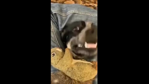 animals very funny videos