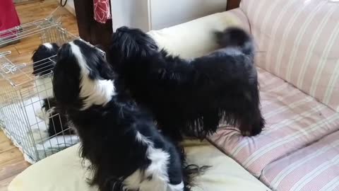 King Charles Spaniel Cavaliers are plying together