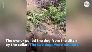 Father dog barks for help after puppy gets stuck in a ditch