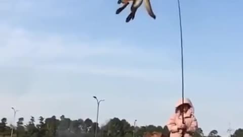 Flying dog training videos