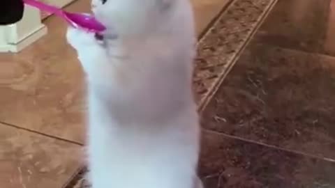 Funny animals pop