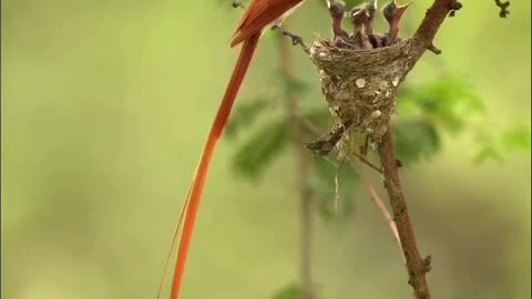 Beautiful bird feeding its young